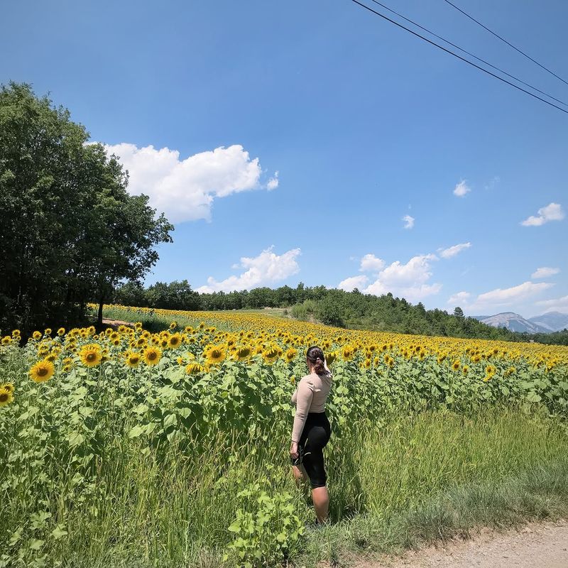 Champ de Tournesol 
