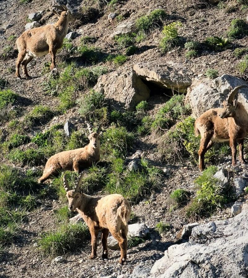 Le Bouquetin Des Alpes 