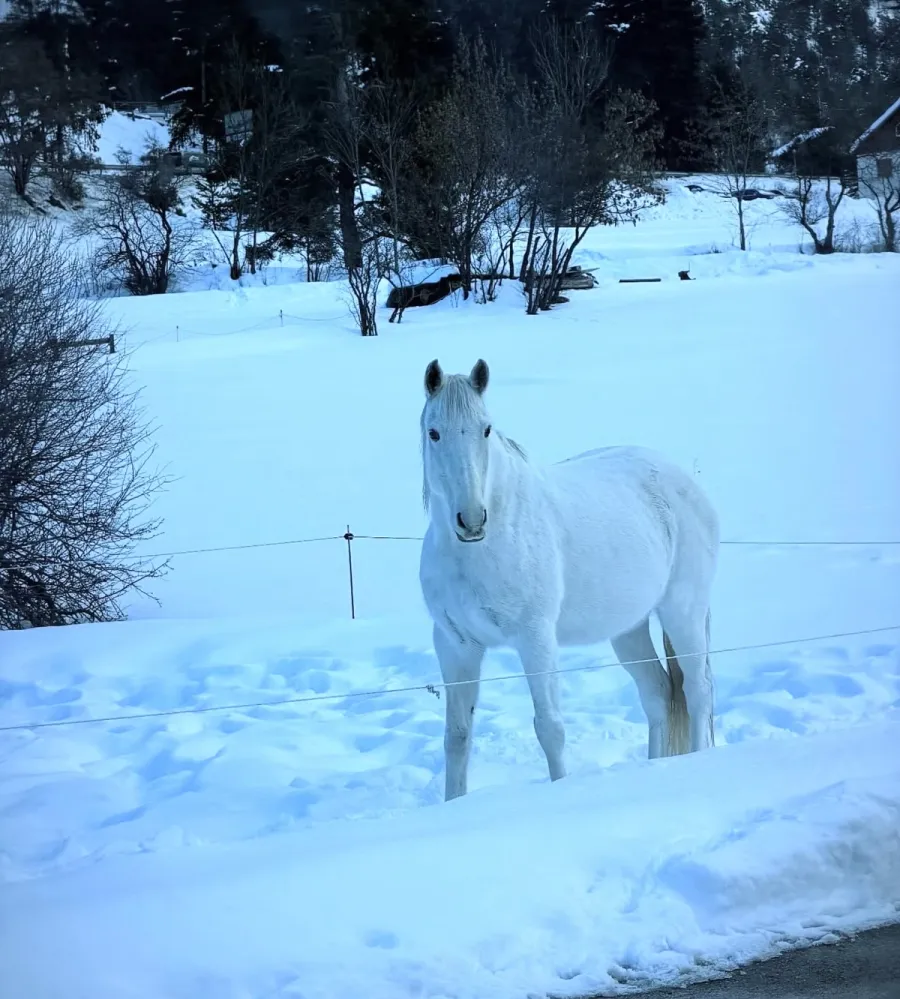 Image Le Cheval Blanc