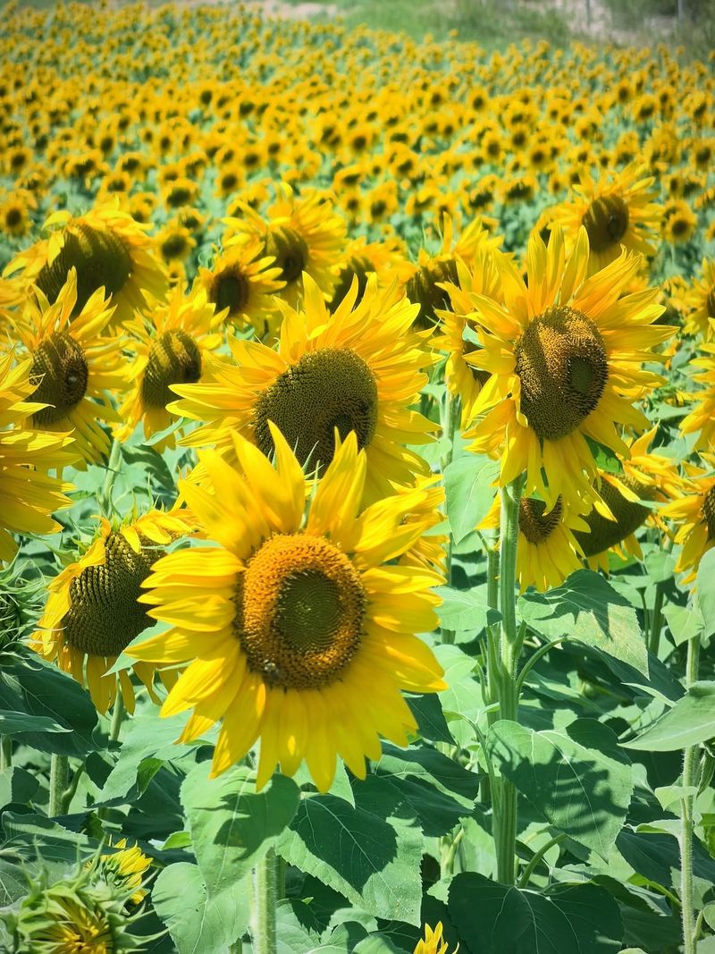 Champ de Tournesol 