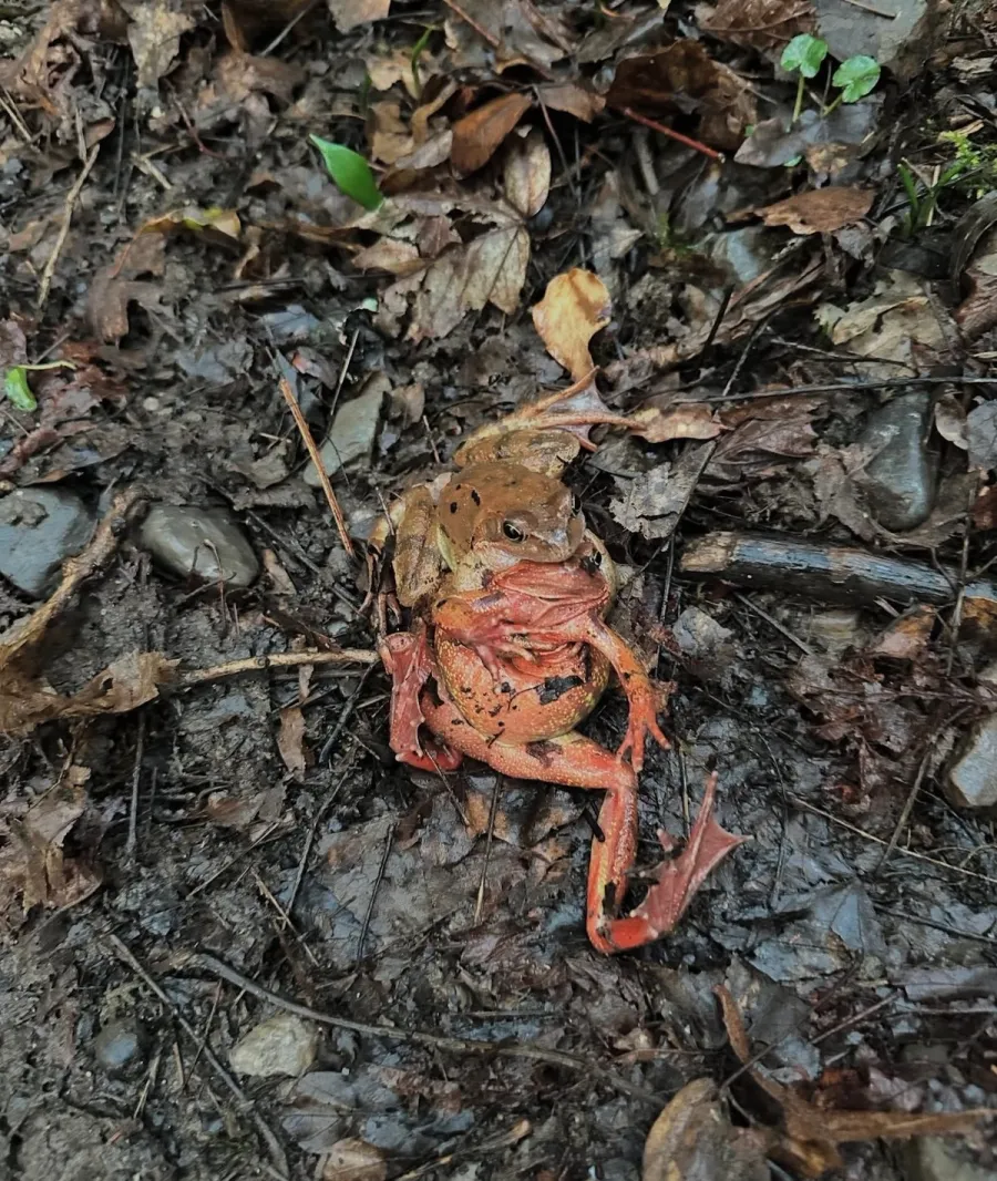 Image La Grenouille Rousse
