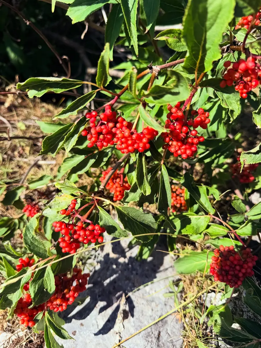 Image Le Sureau à Grappes