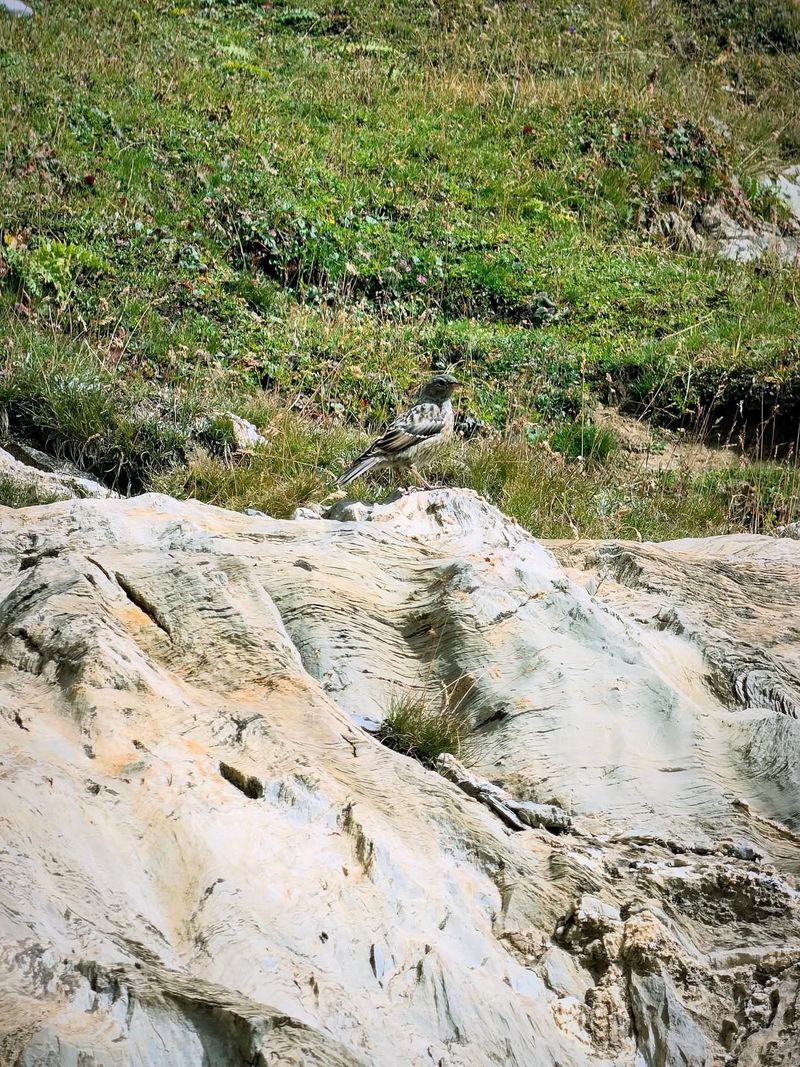 Le Sommet De la Pointe Des Cerces 