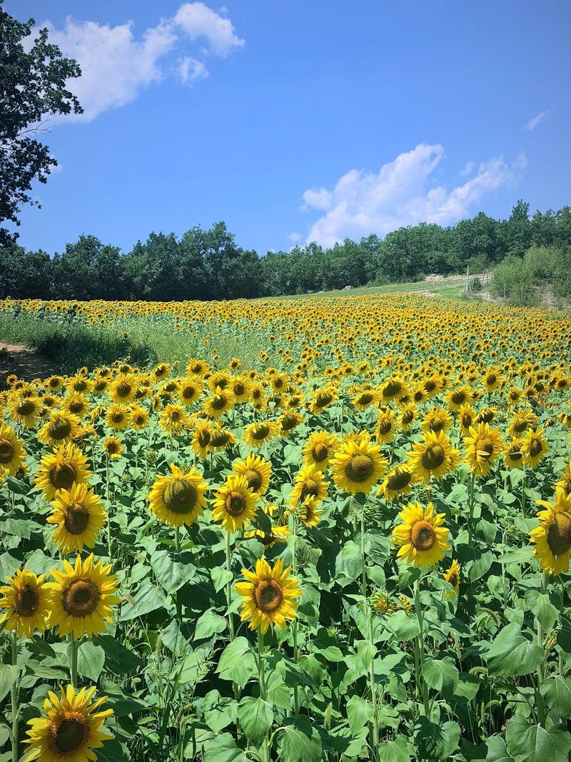 Champ de Tournesol 