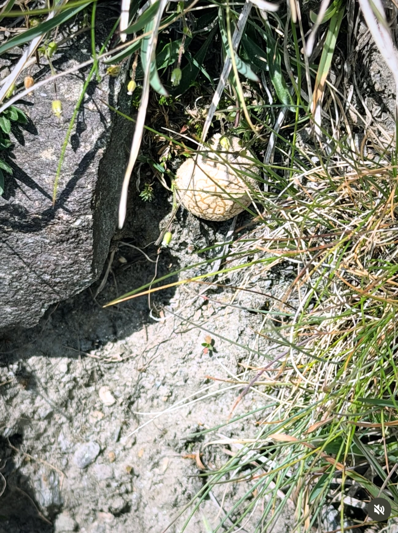 Le Sommet Du Rocciamelone Ou (Rochemelon)