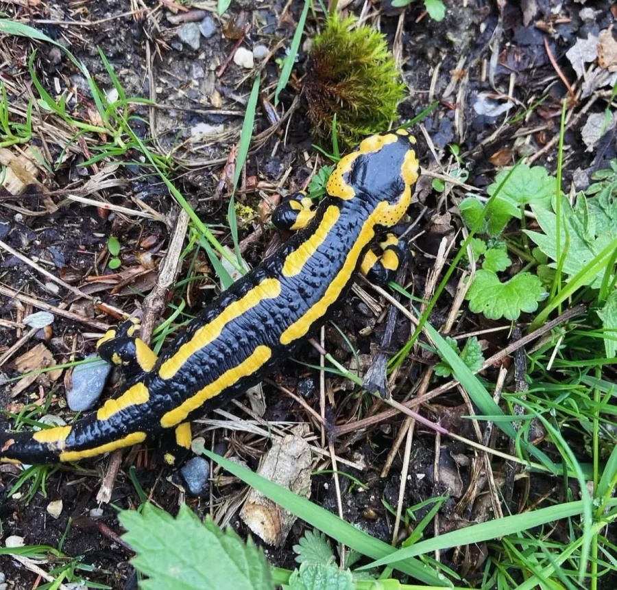 Image La Salamandre Tachetée