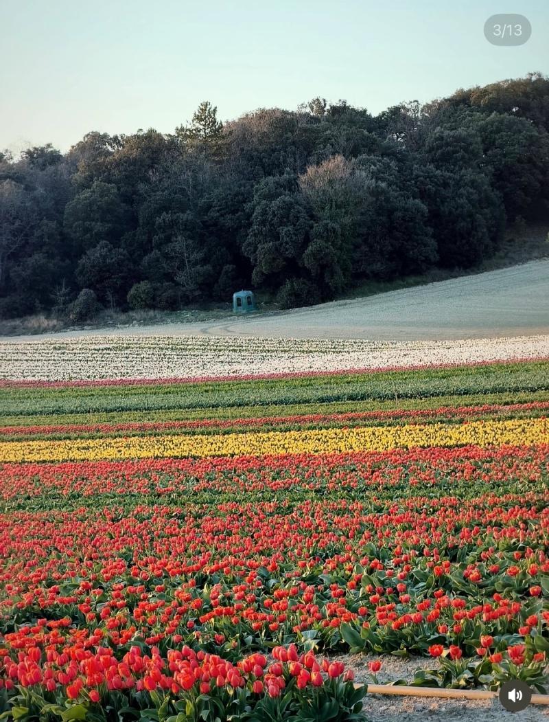 Champs de Tulipes 