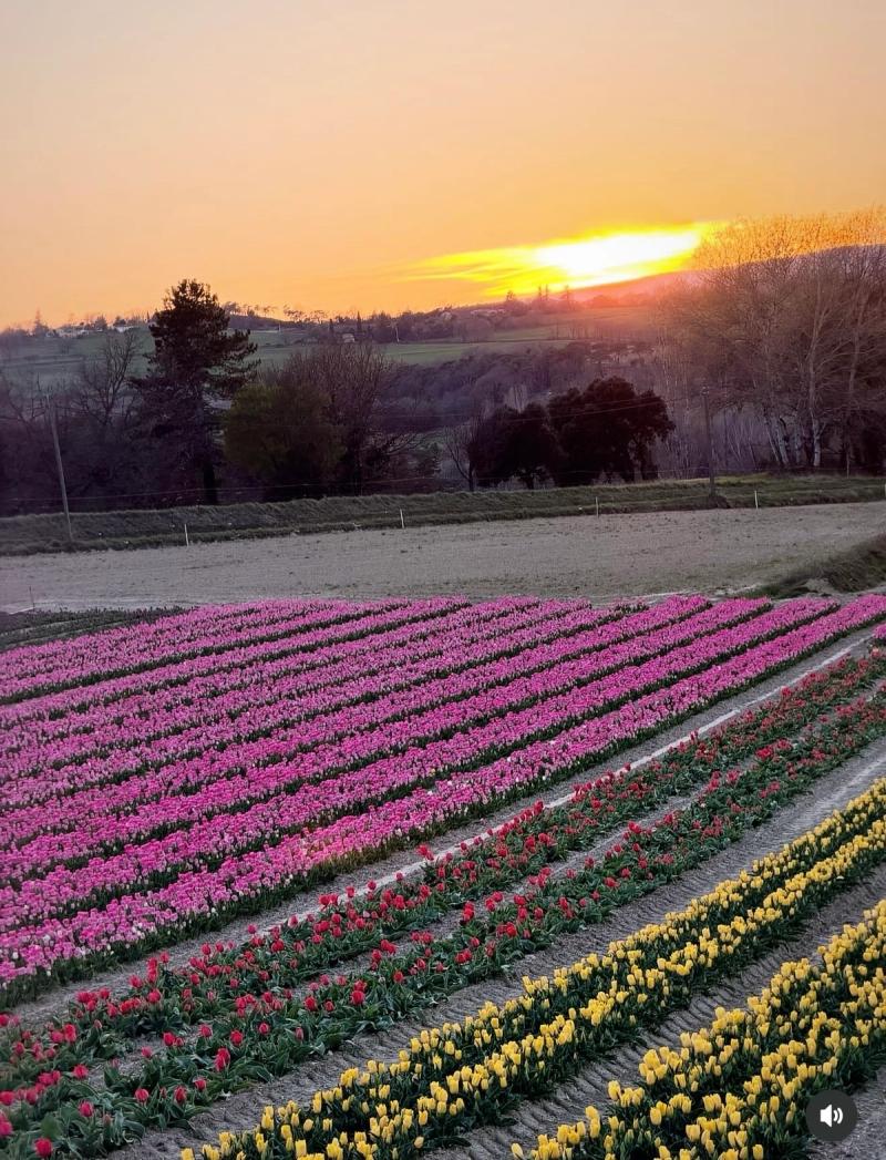 Sunset Sur Les Champs De Tulipes 