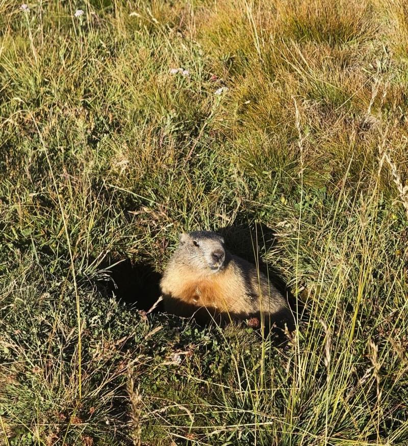 La Marmotte 