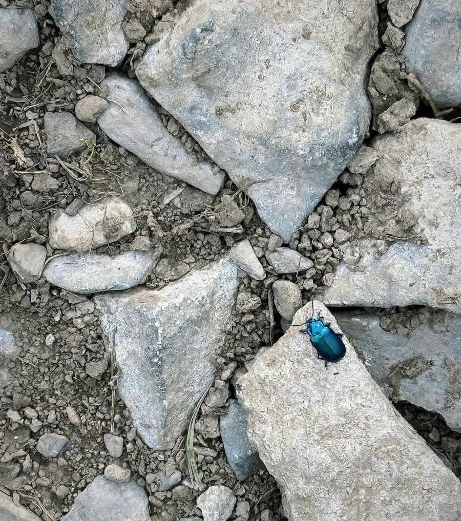 Image La Chrysomèle bleuâtre