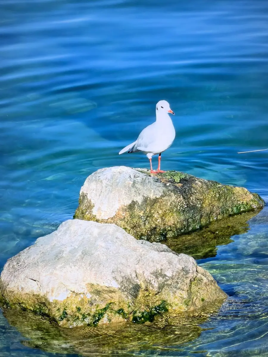 Image La Mouette Rieuse