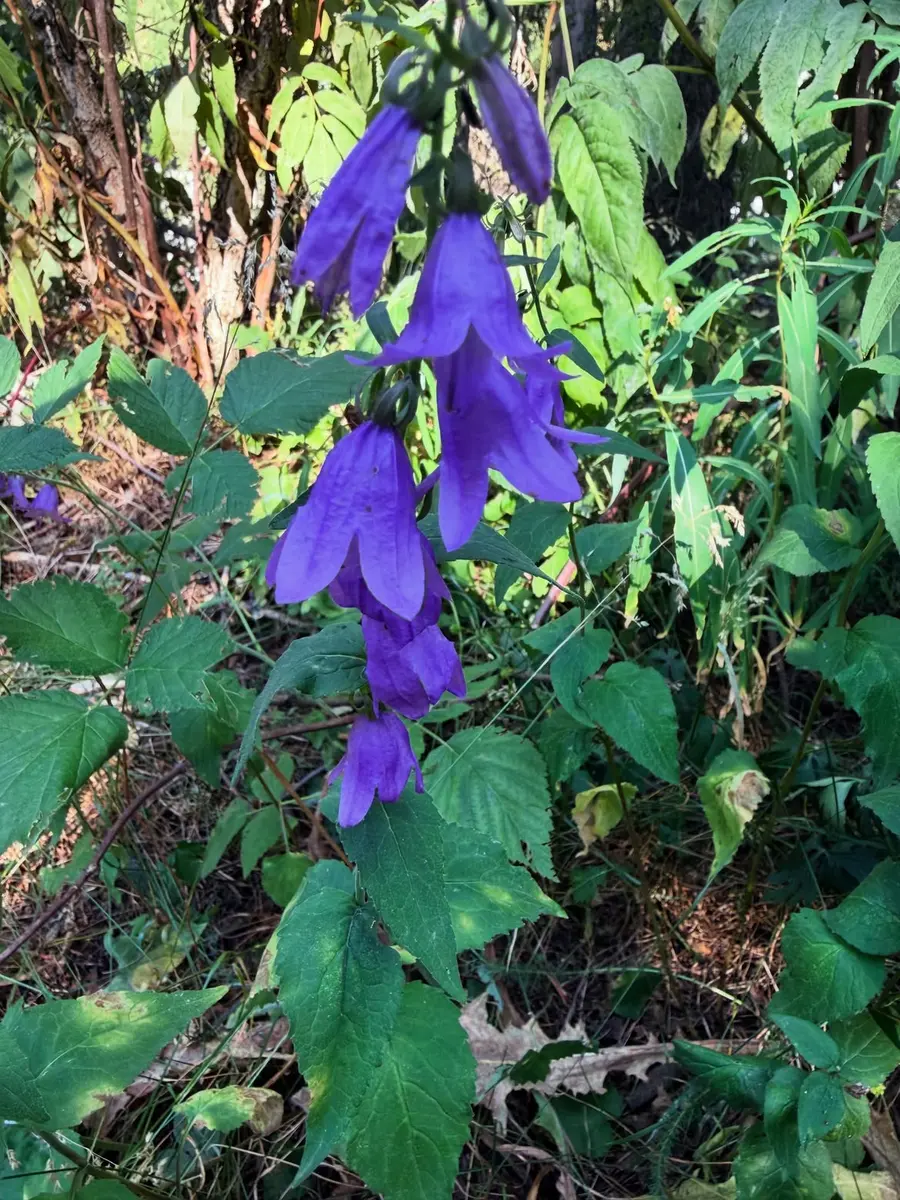 Image La Campanule fausse-raiponce