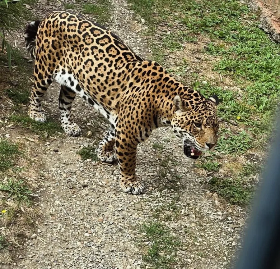 Image Le Jaguar