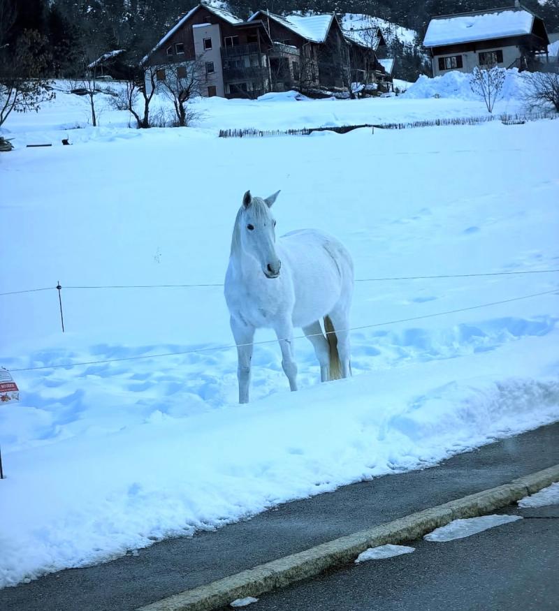 Le Cheval Blanc 