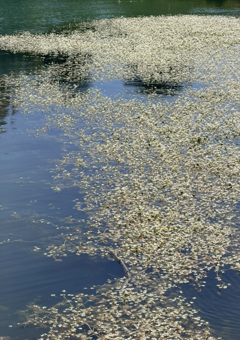 Le Lac De Barbeyroux