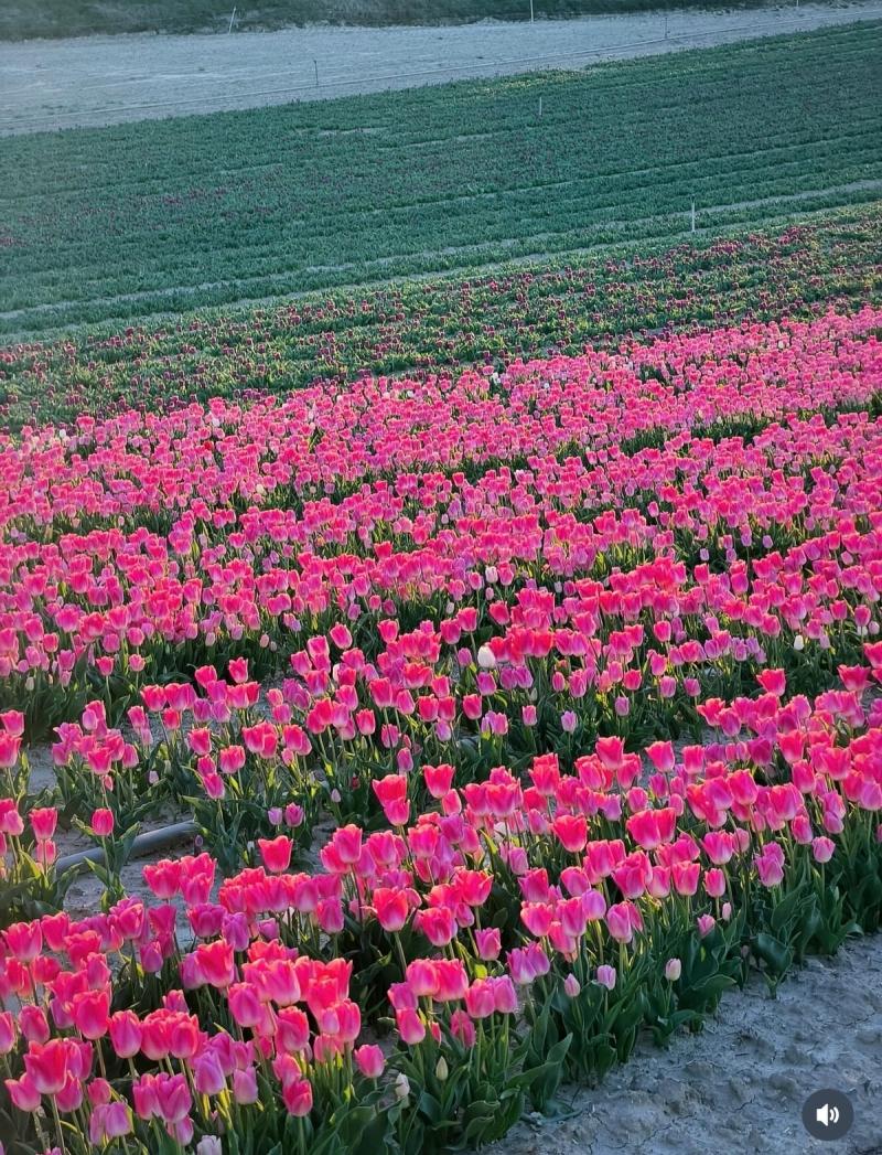 Champs de Tulipes 