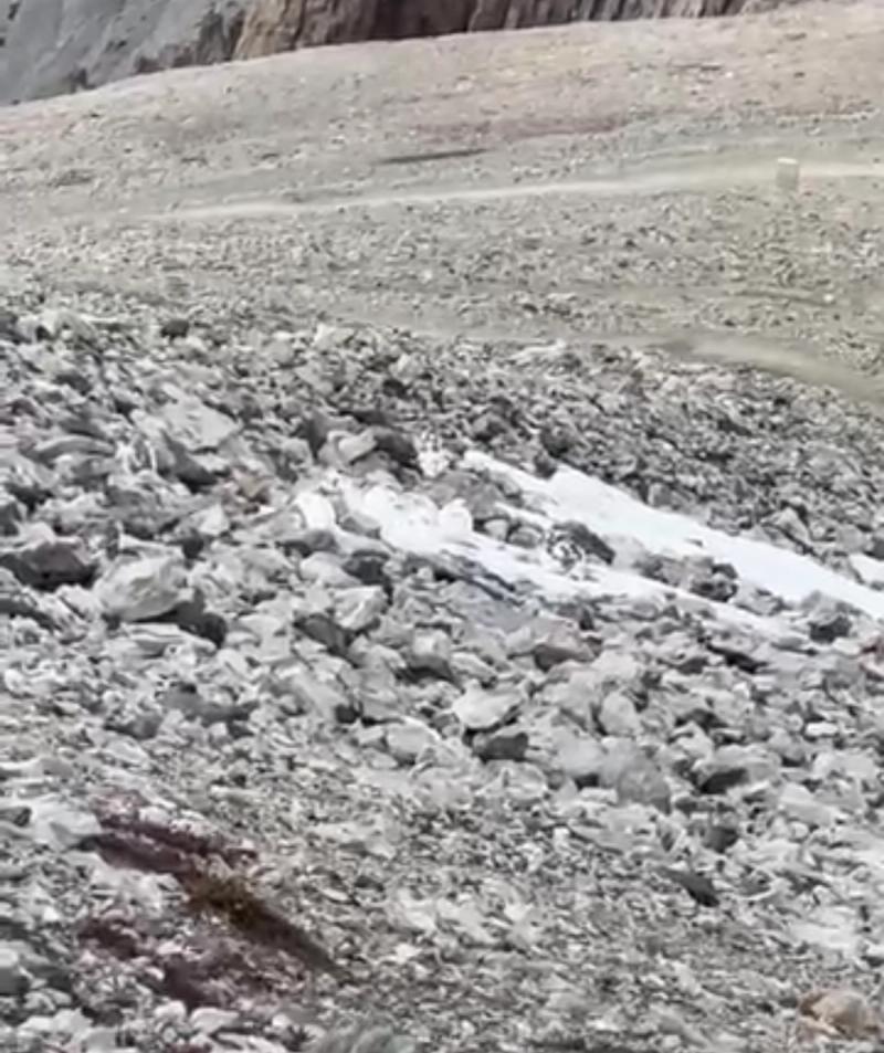 Le  Lagopède alpin