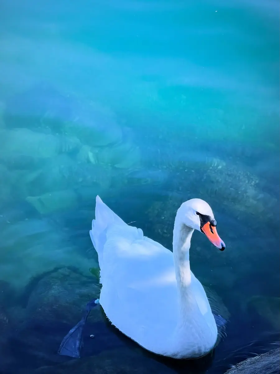 Image Le Cygne Tuberculé