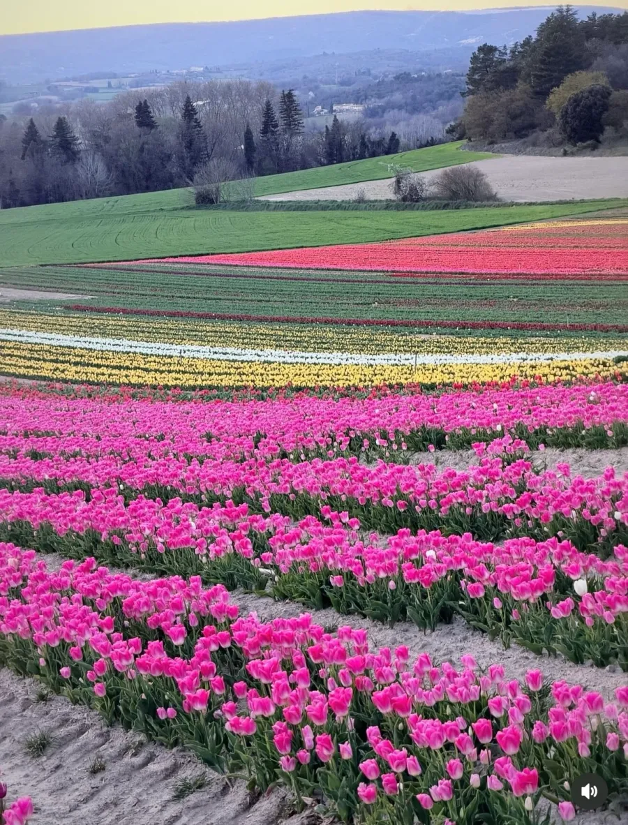Image Champs de Tulipes