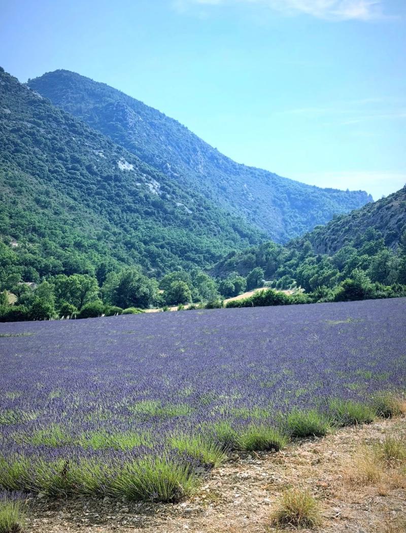 Champ de Lavande 