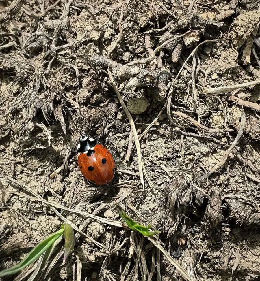 Image La Coccinelle