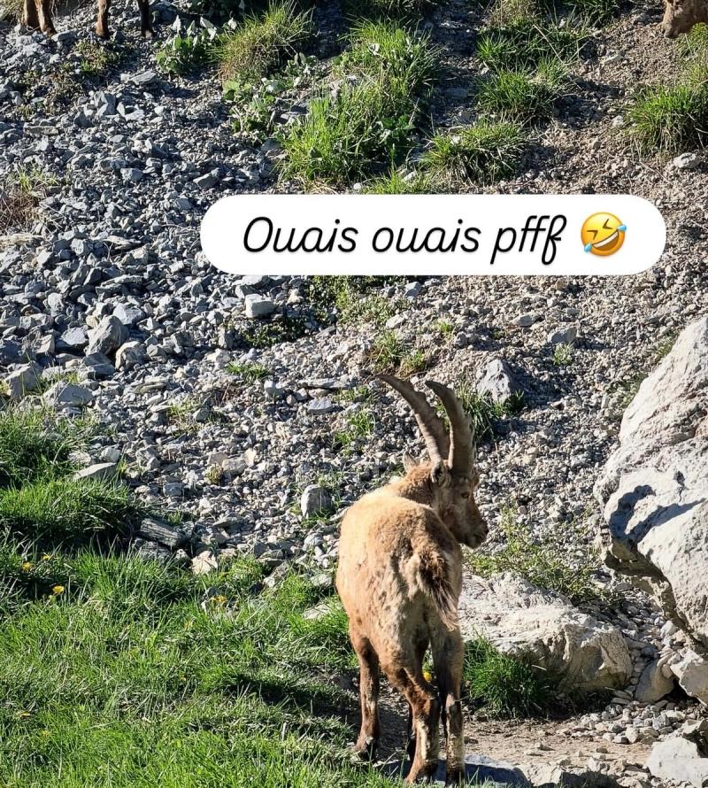 Le Bouquetin Des Alpes 