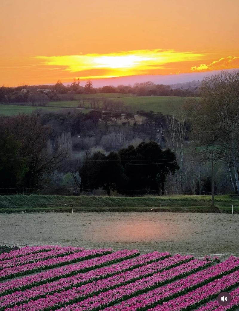 Sunset Sur Les Champs De Tulipes 