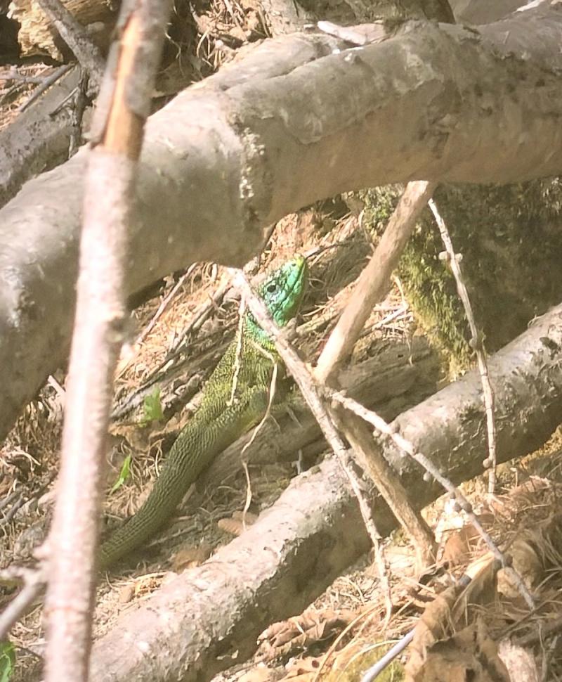 Le Lacerta bilineata
