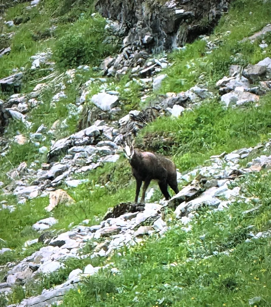 Image Le Chamois