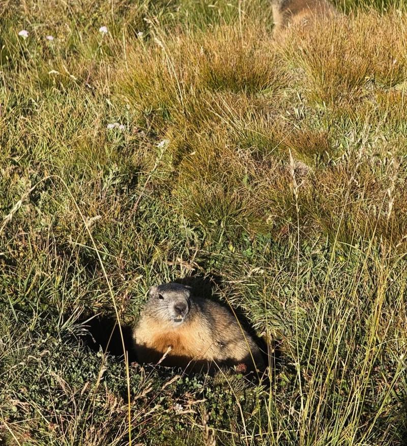 La Marmotte 