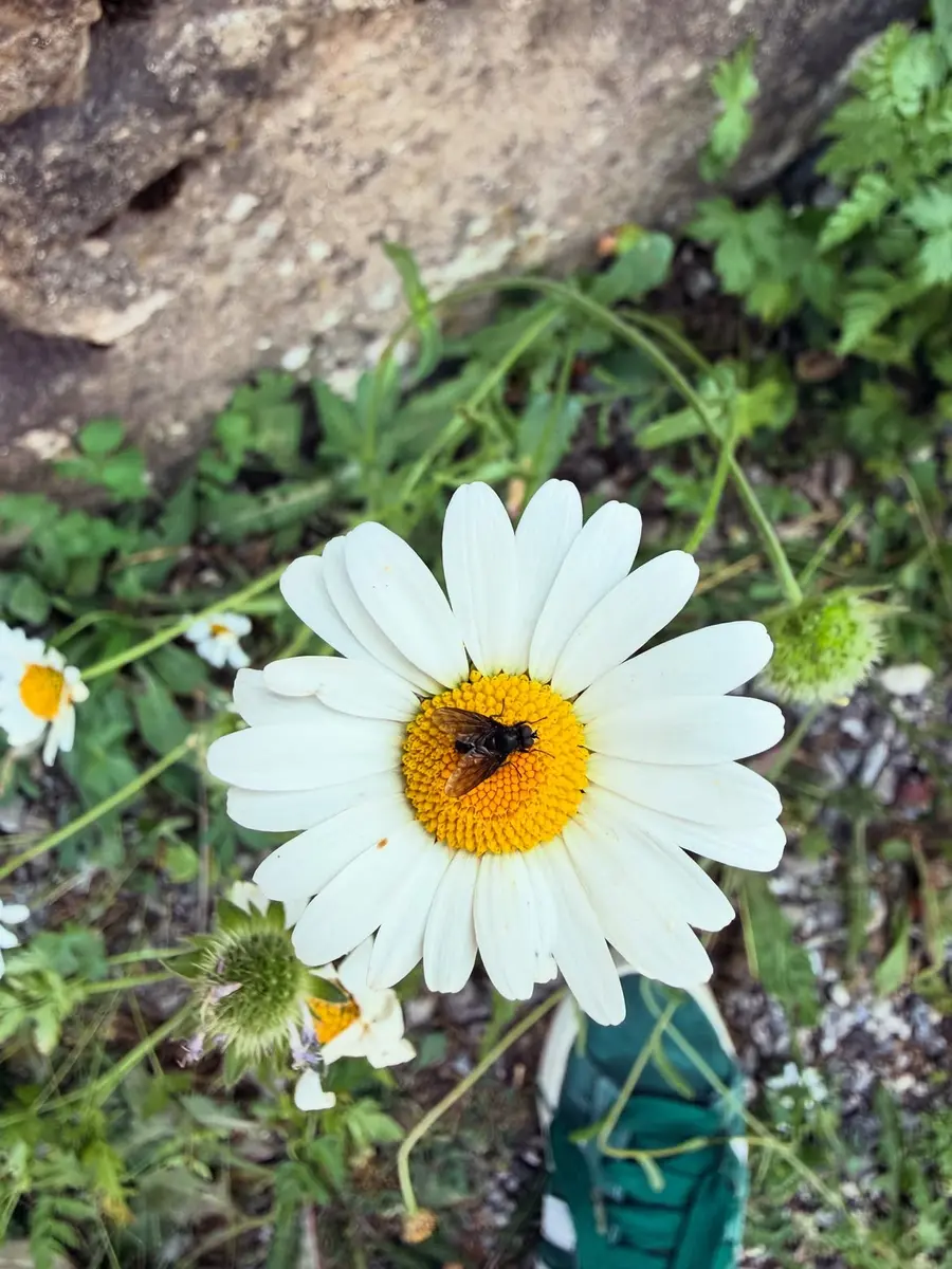 Image La Marguerite commune