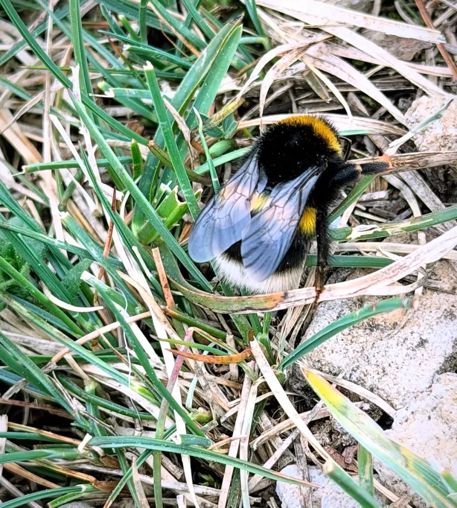 Image Le Bourdon terrestre