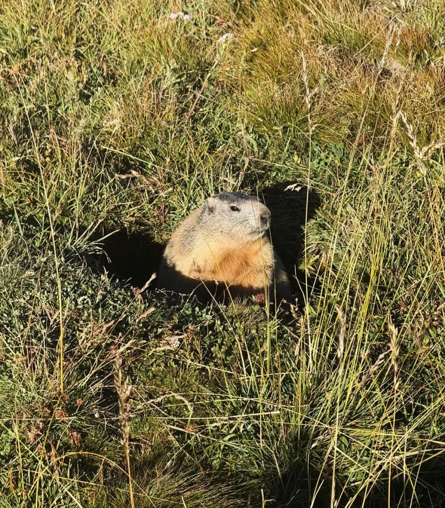 Image La Marmotte