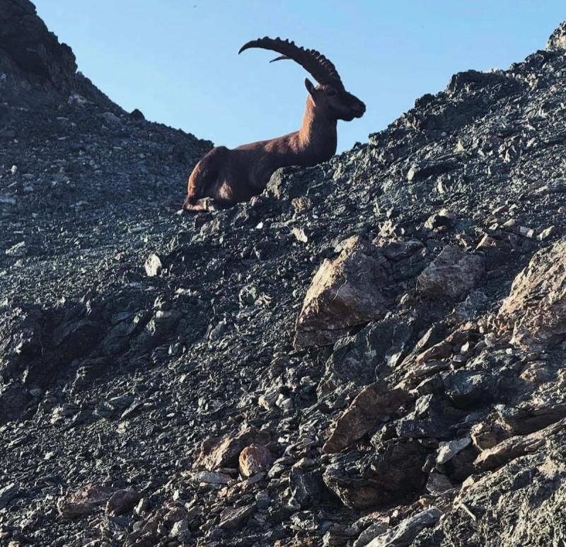 Le Bouquetin Des Alpes 