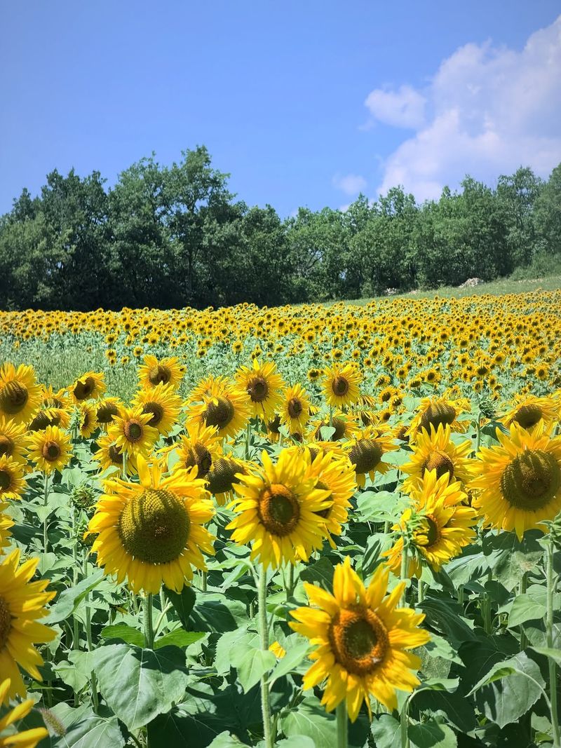 Champ de Tournesol 
