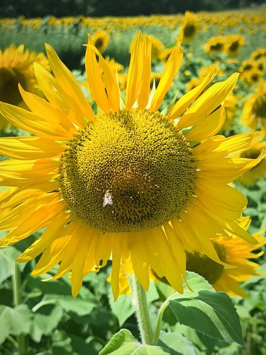 Image Le tournesol