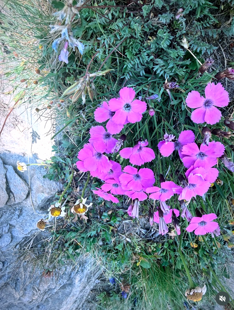 Le Sommet Du Rocciamelone Ou (Rochemelon)