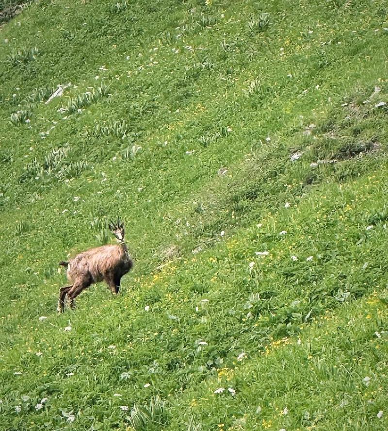 Le Chamois