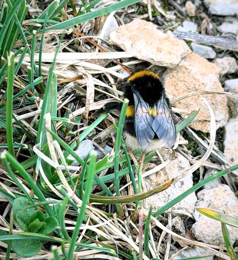 Le Bourdon terrestre