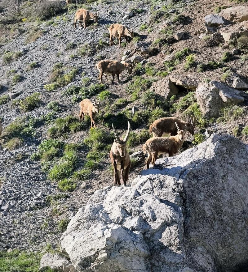 Le Bouquetin Des Alpes 