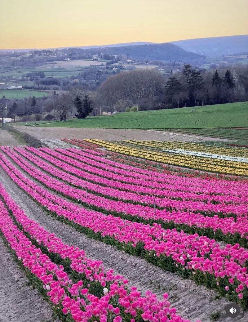Champs de Tulipes 