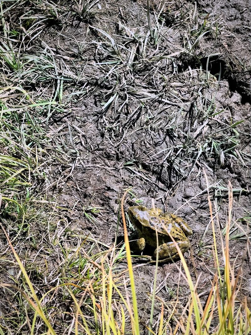 La Grenouille Rousse 