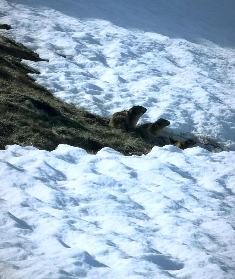 Le Petit Lac Du Col De La Cayolle