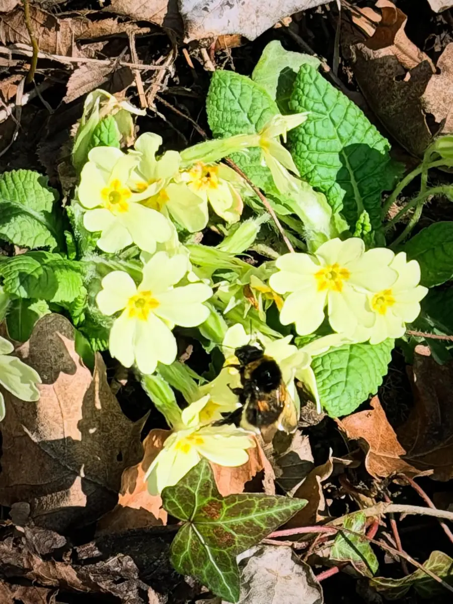 Image Les Primevères