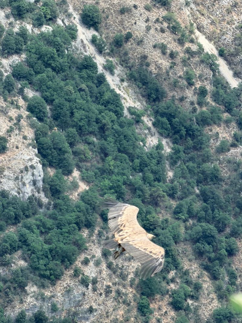Les Gorges Du Verdon et ses (Belvédères)