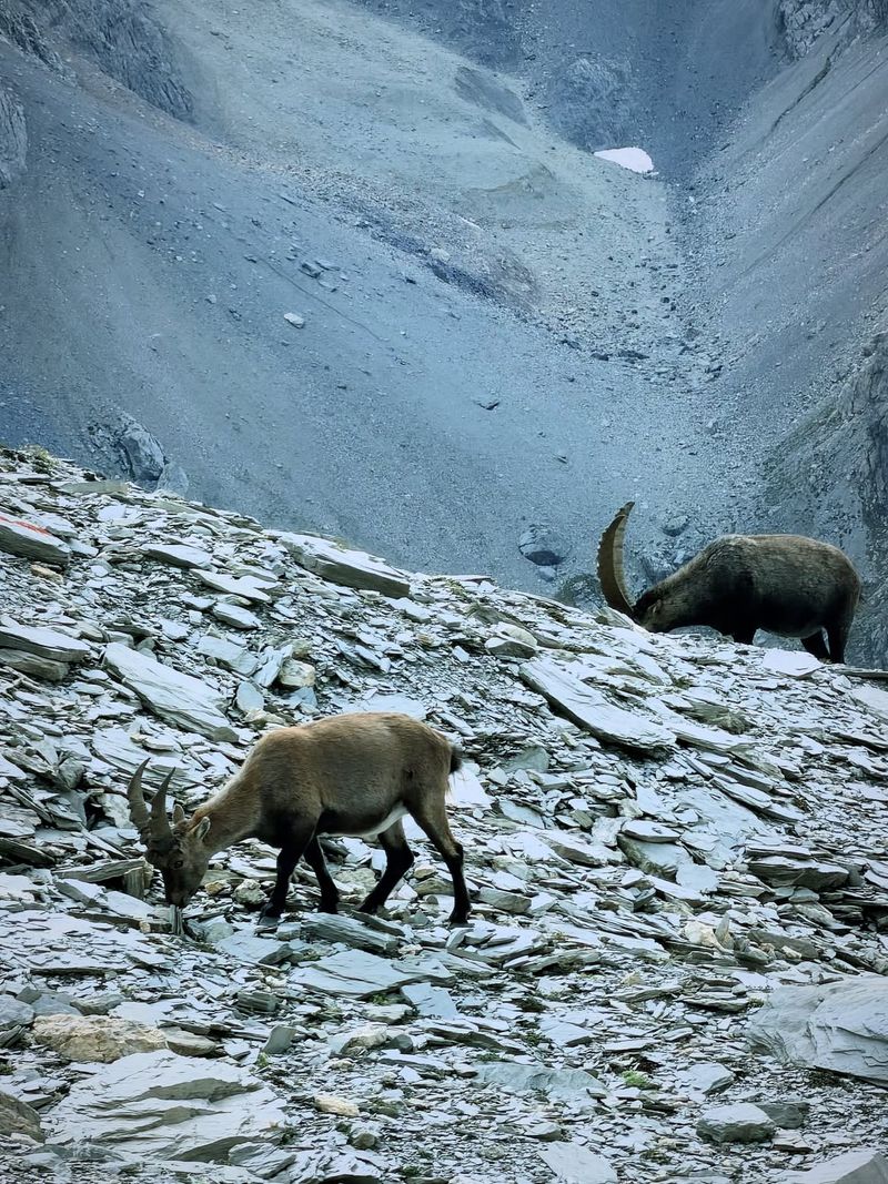 Le Sommet De la Pointe Des Cerces 