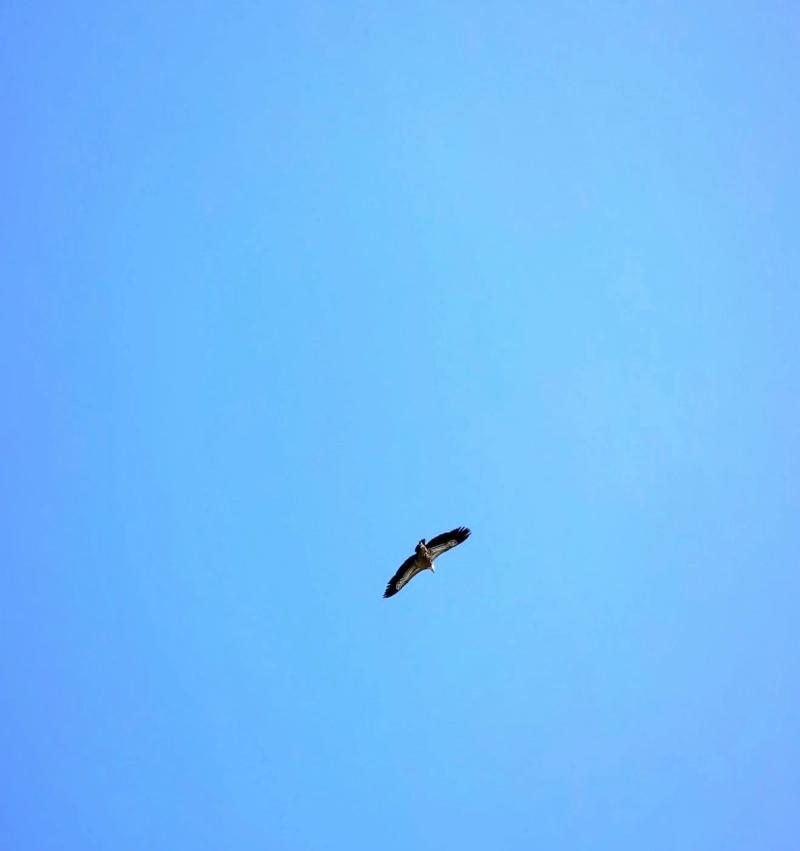 Le Vautour Moine 