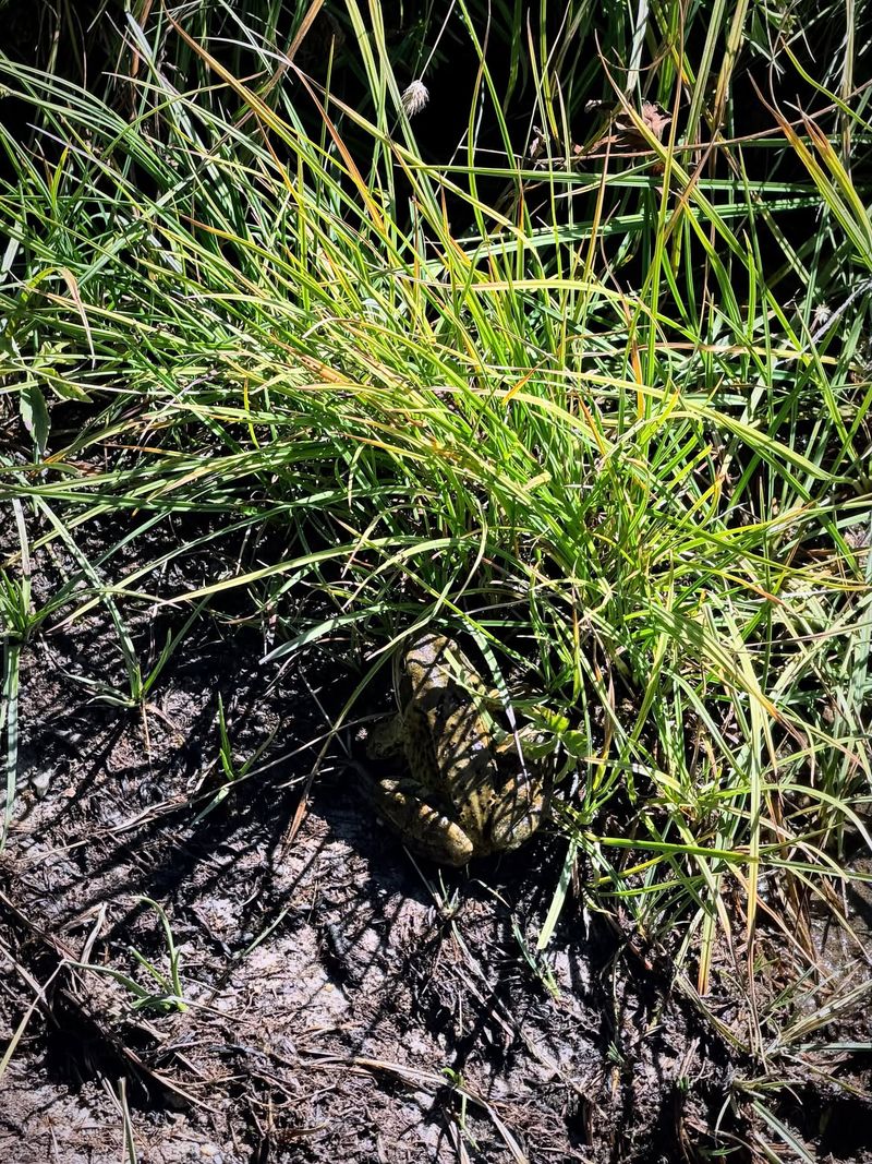La Grenouille Rousse 