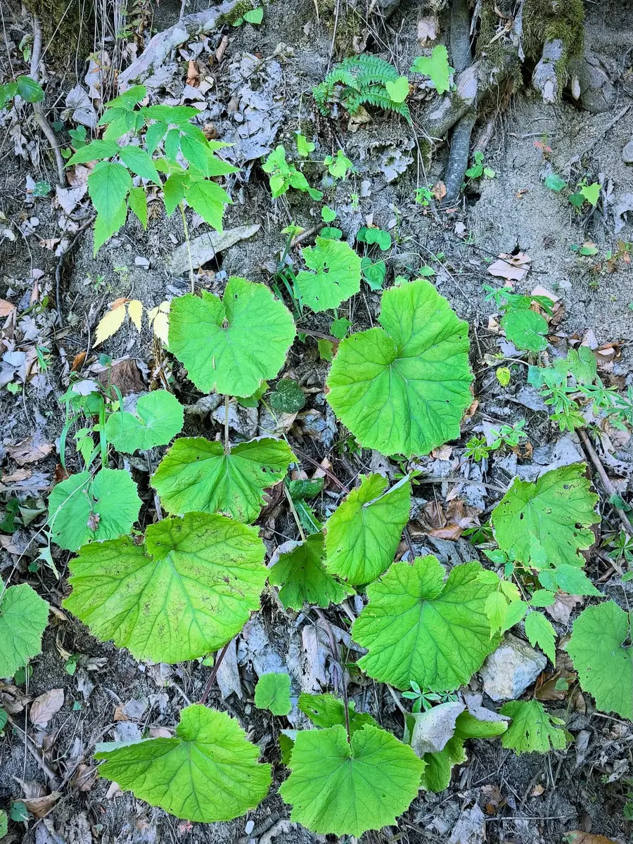 Image l'Adénostyle à Feuilles d'Alliaire