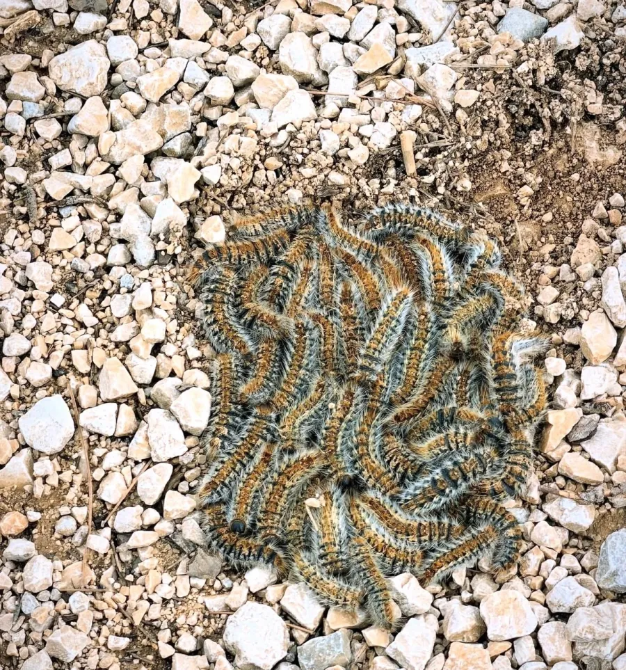 Image La Chenille Processionnaire